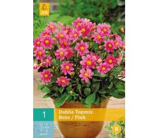 Dahlia topmix roze/pink 1st - afbeelding 2