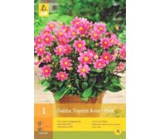 Dahlia topmix roze/pink 1st - afbeelding 4