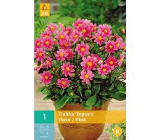 Dahlia topmix roze/pink 1st - afbeelding 3