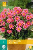 Dahlia topmix roze 1st