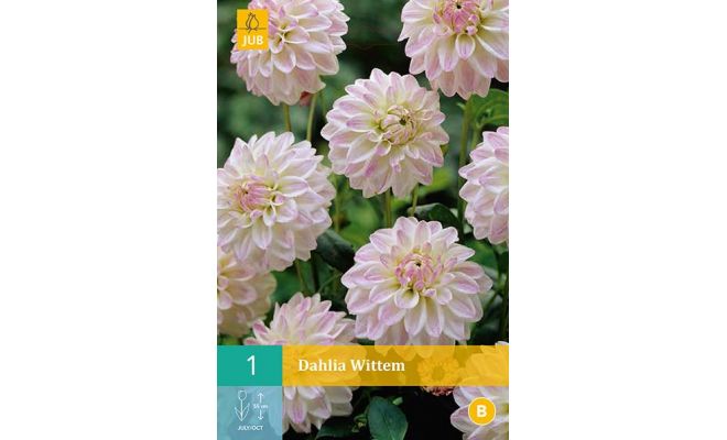 Dahlia wittem 1st - afbeelding 1