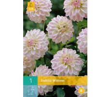 Dahlia wittem 1st - afbeelding 4