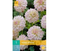 Dahlia wittem 1st - afbeelding 2