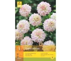 Dahlia wittem 1st - afbeelding 4