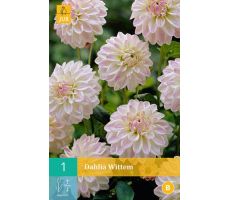 Dahlia wittem 1st - afbeelding 3