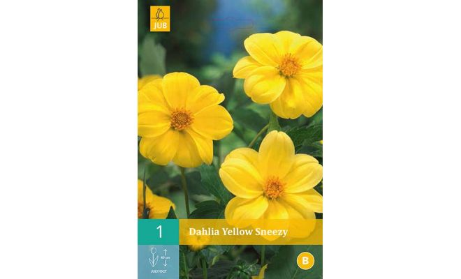 Dahlia yellow sneezy 1st - afbeelding 1