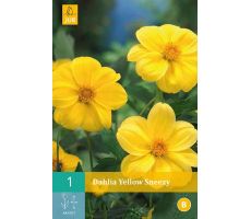 Dahlia yellow sneezy 1st - afbeelding 1