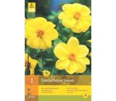 Dahlia yellow sneezy 1st - afbeelding 4