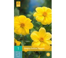Dahlia yellow sneezy 1st - afbeelding 3