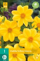 Dahlia yellow sneezy 1st