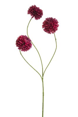 Dahliasteel, 68 cm, beauty