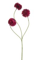 Dahliasteel, 68 cm, beauty