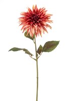 Dahliasteel, 70 cm, oudroze