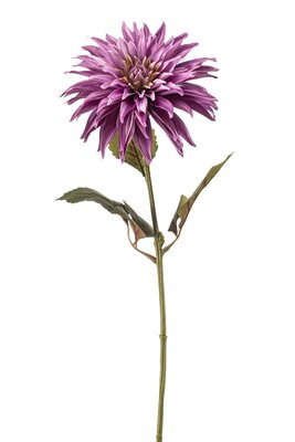 Dahliasteel, 70 cm, paars