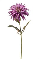 Dahliasteel, 70 cm, paars