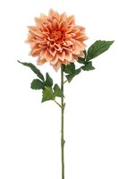 Dahliasteel, 70 cm, perzik