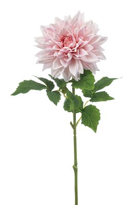 Dahliasteel, 70 cm, roze
