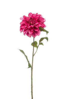 Dahliasteel, 72 cm, paars