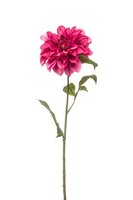 Dahliasteel, 72 cm, paars