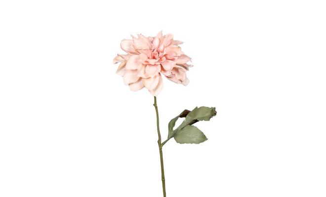 Dalia Droog L54cm licht roze