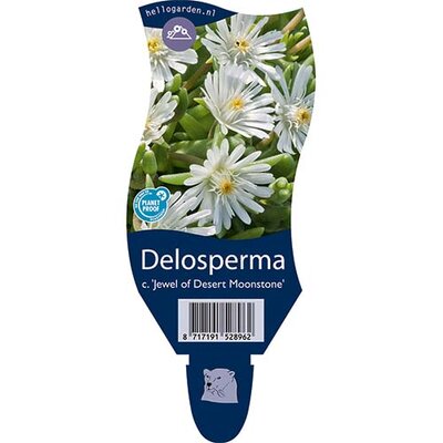 Delosperma c. JoD Moonst. P11