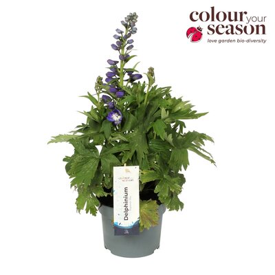 Delphinium Blauw, pot 26 cm, h 70 cm