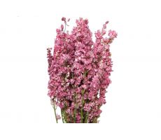 Delphinium roze 250g