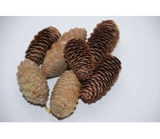 Denneappel spruce 6-8cm naturel