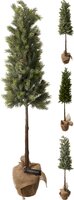 dennenboom met jute pot 106cm, per stuk