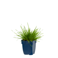 Deschampsia Cespitosa, pot 11 cm - afbeelding 2