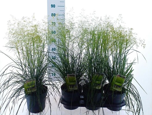 Deschampsia cespitosa 'Tardiflora', pot 19 cm, h 50 cm