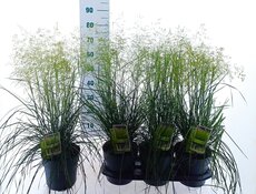 Deschampsia cespitosa 'Tardiflora', pot 19 cm, h 50 cm