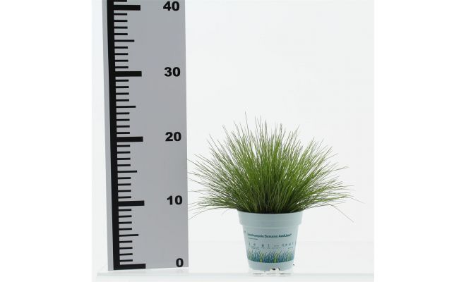 Deschampsia Flexuosa AmiLime - afbeelding 1