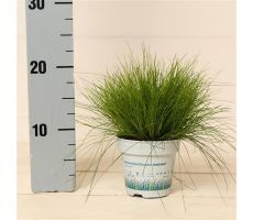 Deschampsia Flexuosa AmiLime - afbeelding 2