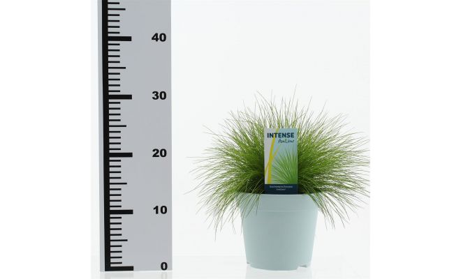 Deschampsia Flexuosa AmiLime, pot 17 cm, h 30 cm - afbeelding 1