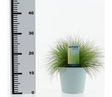 Deschampsia Flexuosa AmiLime, pot 17 cm, h 30 cm - afbeelding 1