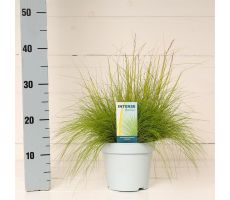 Deschampsia Flexuosa AmiLime, pot 17 cm, h 30 cm - afbeelding 2