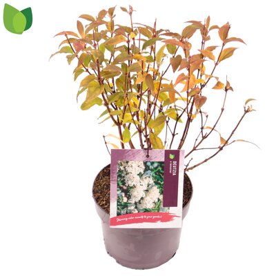 Deutzia lemoinei, pot 17 cm, h 50 cm