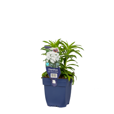 Dianthus barb. Barb. White P11 - afbeelding 1
