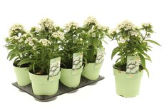 dianthus barbatus, div.kleuren, p17