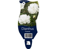 Dianthus Cosmos P11