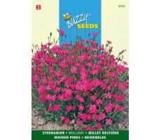 Dianthus deltoides erectus k. 0.25g - afbeelding 2