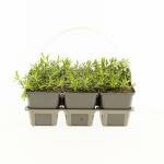 Dianthus deltoides 'White', 6 pack, draagtray - afbeelding 4