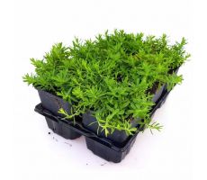 Dianthus deltoides 'White', 6 pack, draagtray - afbeelding 4