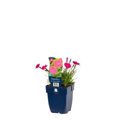 Dianthus gr. Dianturi Twinkle P11 - afbeelding 1