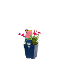 Dianthus gr. Dianturi Twinkle P11 - afbeelding 1