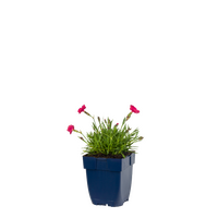 Dianthus gr. Dianturi Twinkle P11 - afbeelding 2