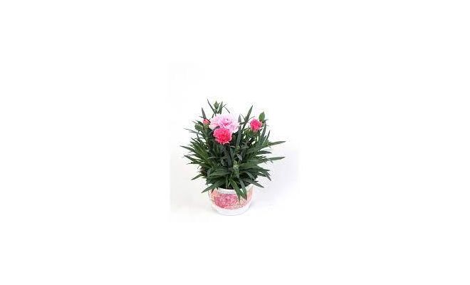 Dianthus  'I Love U, pot 12 cm, h 20 cm