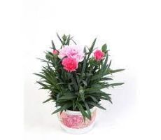 Dianthus  'I Love U, pot 12 cm, h 20 cm