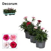 Dianthus 'Oscar mix, pot 12 cm, h 25 cm